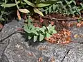 Young plant