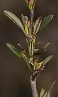 Young leaves emerging in early spring