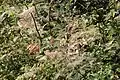 Damage on Acer negundo