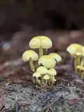 Hypholoma fasciculare. in Humboldt Redwoods State Park in California