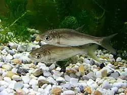 Silver carp