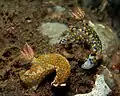 Hypselodoris kanga at Tulamben, Bali, 2011