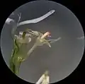 S. lateriflorum microscopic photo of a single ray floret and two disk florets, lobes of the disk florets reflexed. One separated ray floret style and a clump of disk floret pappi are viewable. Spent anther tubes are protruding from the disk florets.