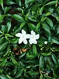 A pair of flowers