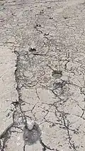 Camelid "cow's foot" ichnites in Tepexi (1)