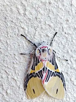 Idalus agastus