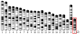 Y chromosome (mouse)