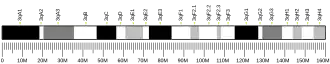Chromosome 3 (mouse)
