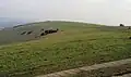 Iford Hill