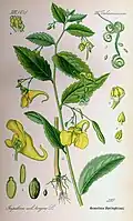 Botanical illustration by Otto Wilhelm Thomé, 1885