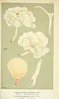 lithographic plate in color, showing 5 views of two varieties of mushrooms Agaricus Pleurotus, fanned out and side views, illustrated by Miles Joseph Berkeley (top) and Ruth Ellen Berkeley (bottom)