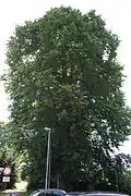 300-year-old U. glabra (after lopping), Grenzhammer, Ilmenau, Germany (2010)[58]