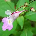 Long spur of the flower