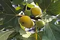 Sweet figs
