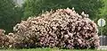 An Indian hawthorn bush at a distance