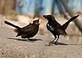 Male feeding young (Maharashtra, India)