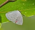 Male in Hyderabad, India