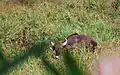 Indian bison (gaur) spotted in Gavi