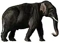 Elephas maximus