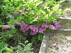 In a garden setting