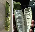 Cross section of Bean