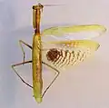 Iris oratoria from Zoologische Staatssammlung München