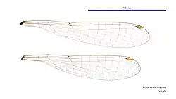 Female wings