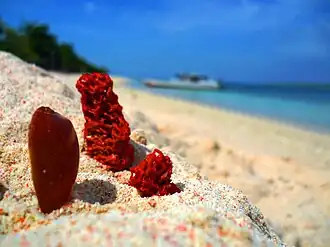 Corals