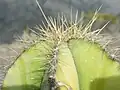 Top of plant