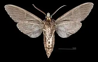 ♂ △