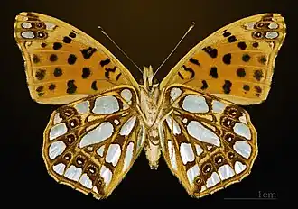 Female underside