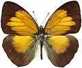 I. flavipennis flavipennis, Sumatra