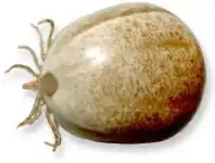 Full engorgement