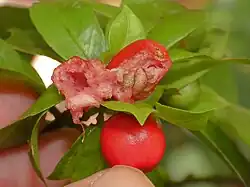 Fruit and seeds