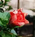 'Japanese camellia'