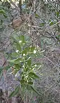 Jasminum didymym ssp. racemosum flowers