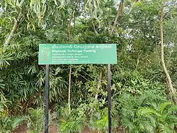 Miyawaki Garden