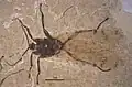 Jeholopsyche liaoningensis dorsal