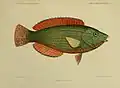 Journal des Museum Godeffroy, vol. 4, issue XV Fische der Südsee Heft VII Tafel 138