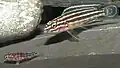 Julidochromis regani female and young