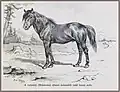 Hucul from the Rădăuți stud farm in 1899
