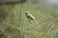 Jungle Babbler at Sultanpur National Park