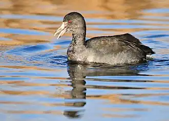 Older juvenile