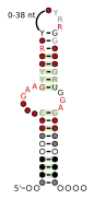 A consensus secondary structure and primary sequence for the kink-turn RNA motif.