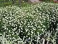 K. mongolica - habit