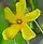Hypericum kalmianum, Kalm's St. Johnswort, Moonlight Bay vicinity