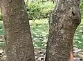 Trunk in Kolkata, West Bengal, India.