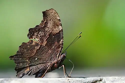 Ventral view