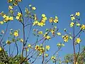 Cochlospermum fraseri deciduous when flowering