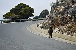 Road in Katharo